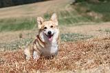 CORGI PEMBROKE 237